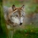 Gray wolf, Canis lupus, in the green leaves forest. Detail portrait of wolf in the forest. Wildlife scene from north of Europe. Beautiful wild animal hidden behind the tree trunk. Wolf in nature.