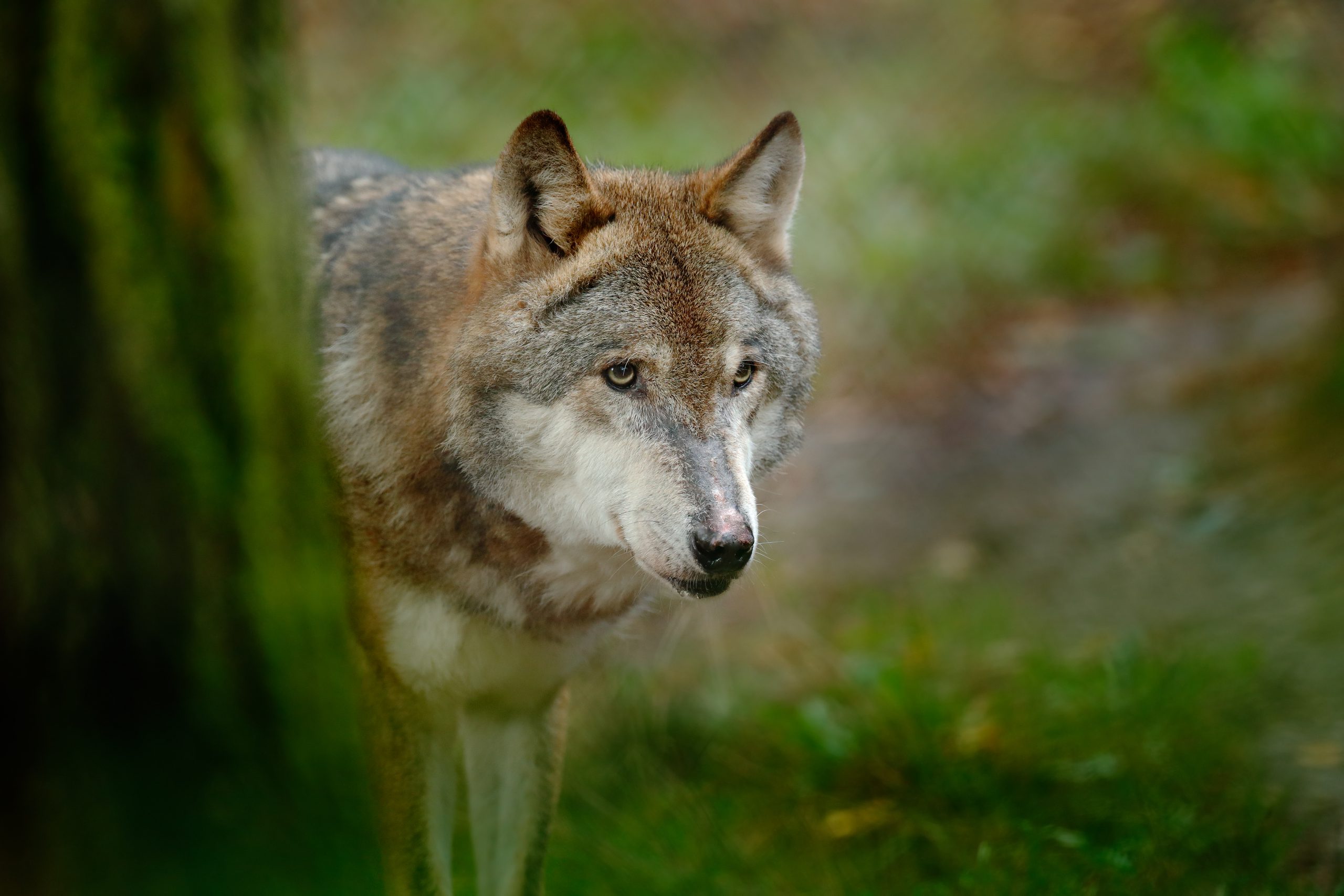 Gray wolf, Canis lupus, in the green leaves forest. Detail portrait of wolf in the forest. Wildlife scene from north of Europe. Beautiful wild animal hidden behind the tree trunk. Wolf in nature.